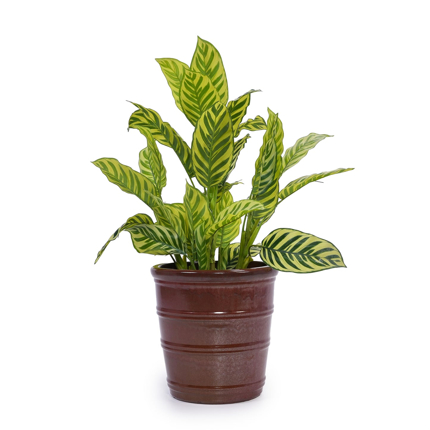 Handmade Glazed Ceramic Planter Set of 3, 16/13/10 Inch Diameter, Horizontal Rib Design, for Monstera and Fiddle Leaf Fig Outdoor Garden & Indoor Staircase Use, Breathable Clay, Deep Reddish-Brown