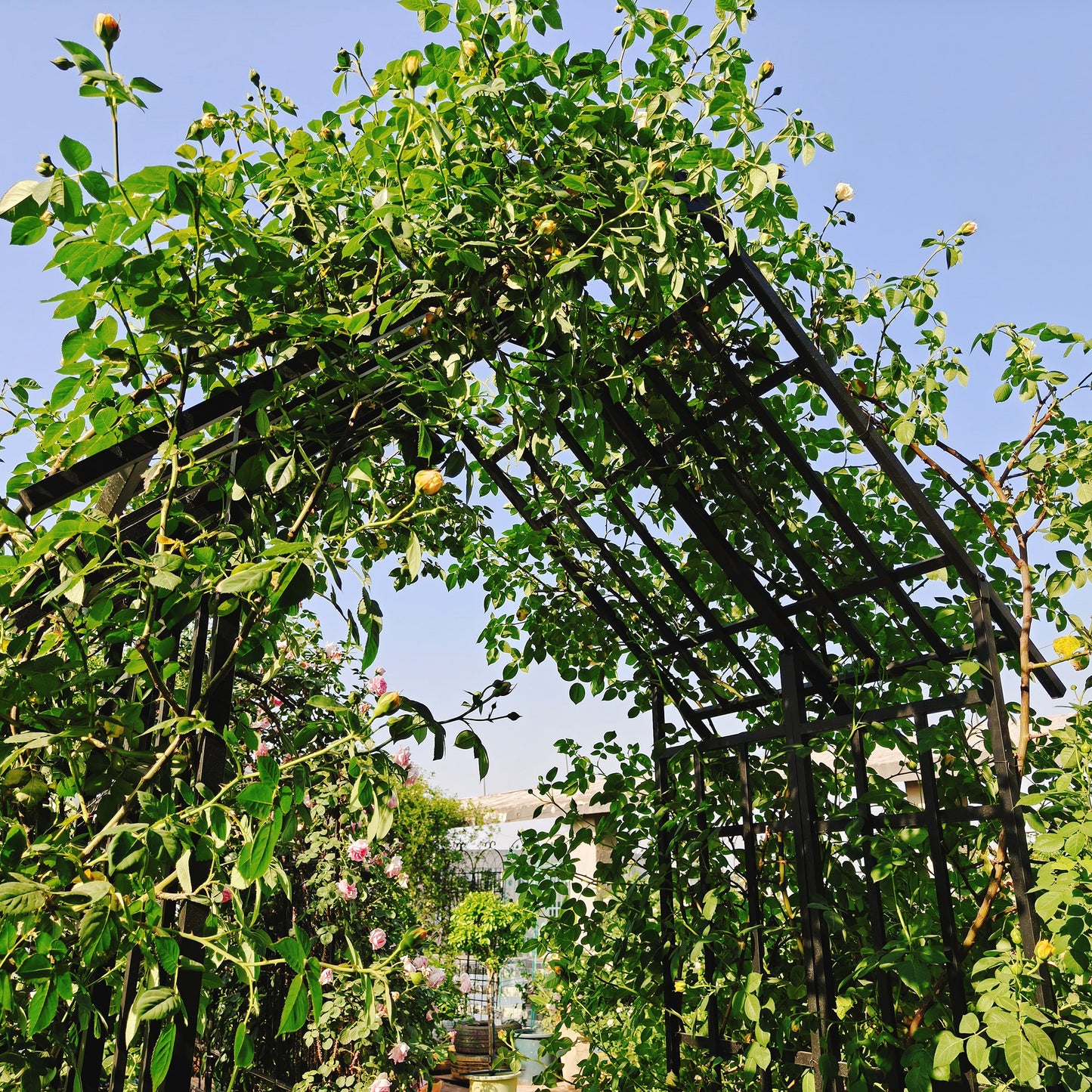 Metal Garden Arch with Adjustable Width W42.52''~W78.15''  Climbing Plants Support Rose Arch Outdoor Black