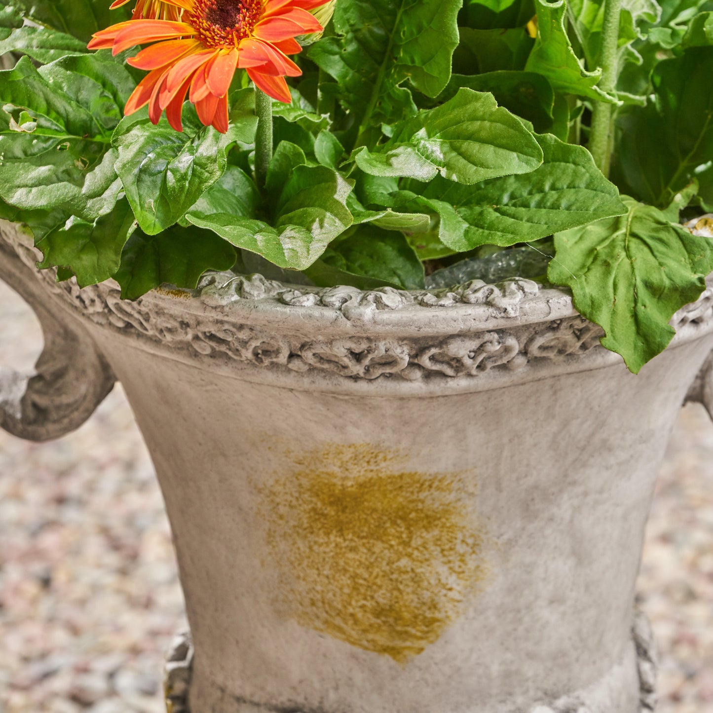 DELPHINE URN