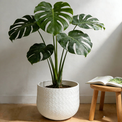 Callaia Large 8.66 in. 14.17 in. and 21.65 in. Dia White MGO Round Indoor and Outdoor Planters (3-Pack)