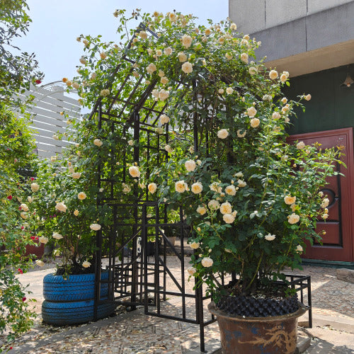 97.24 in. x 44.88 in. Metal Garden Arch Arbor with Gate for Outdoor Climbing Plants Support in Black